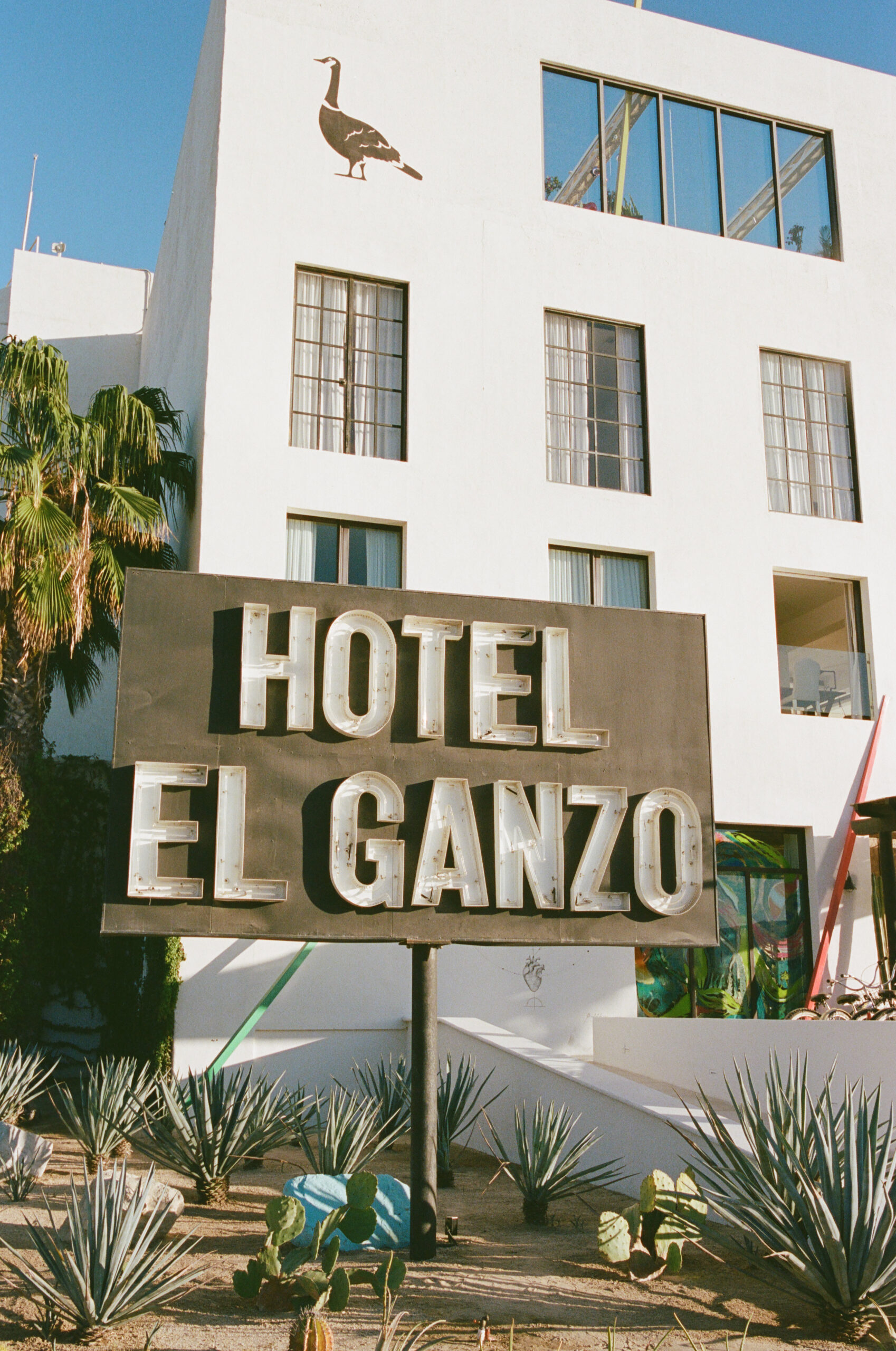 Hotel El Ganzo sign. Beautiful tall white Mexican modern architecture. Desert landscaping. Mexico wedding