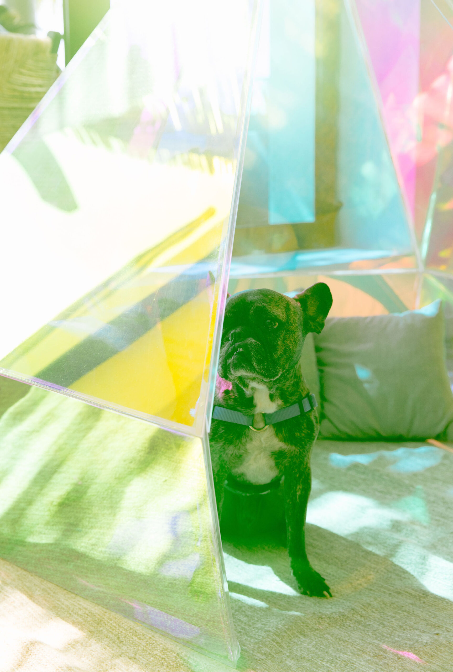 Brindle french bulldog inside a geometric iridescent triangular dome with a floor cushion. Film style photo with grainy filter.